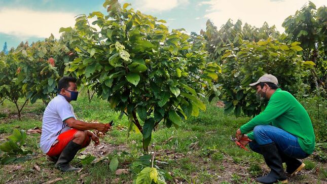 Vraem: Devida asiste cerca de 300 familias asháninkas para mejorar 290 hectáreas de cultivo de cacao en los distritos de Río Tambo y Pangoa